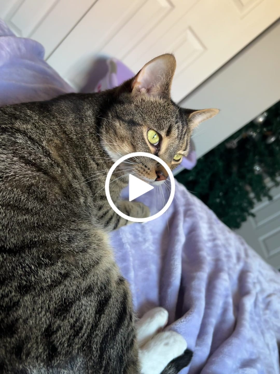 Customer video review of Cat Calming & Aggression Aid