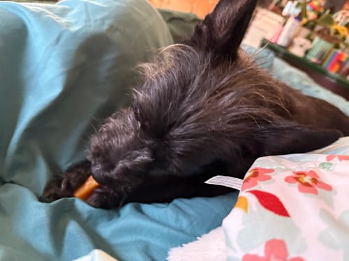 Customer photo review of Mix Flavored Chews ( A Bundle of 6 Sticks )