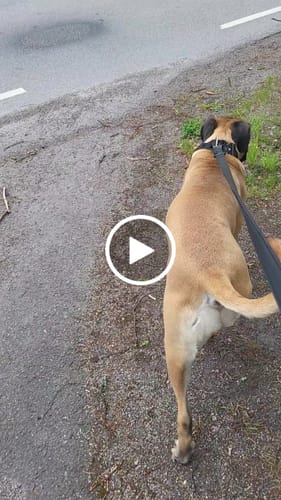 Customer video review of 1.4m Swivel Combat Lead | Anti-Tangle & Secure Clip - Black