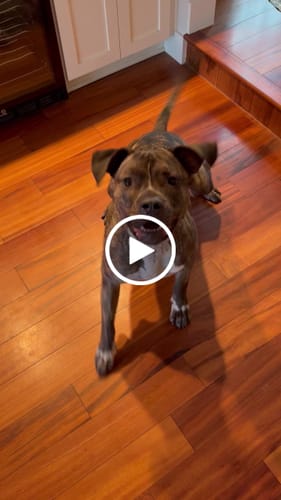 Customer video review of Pig Ears