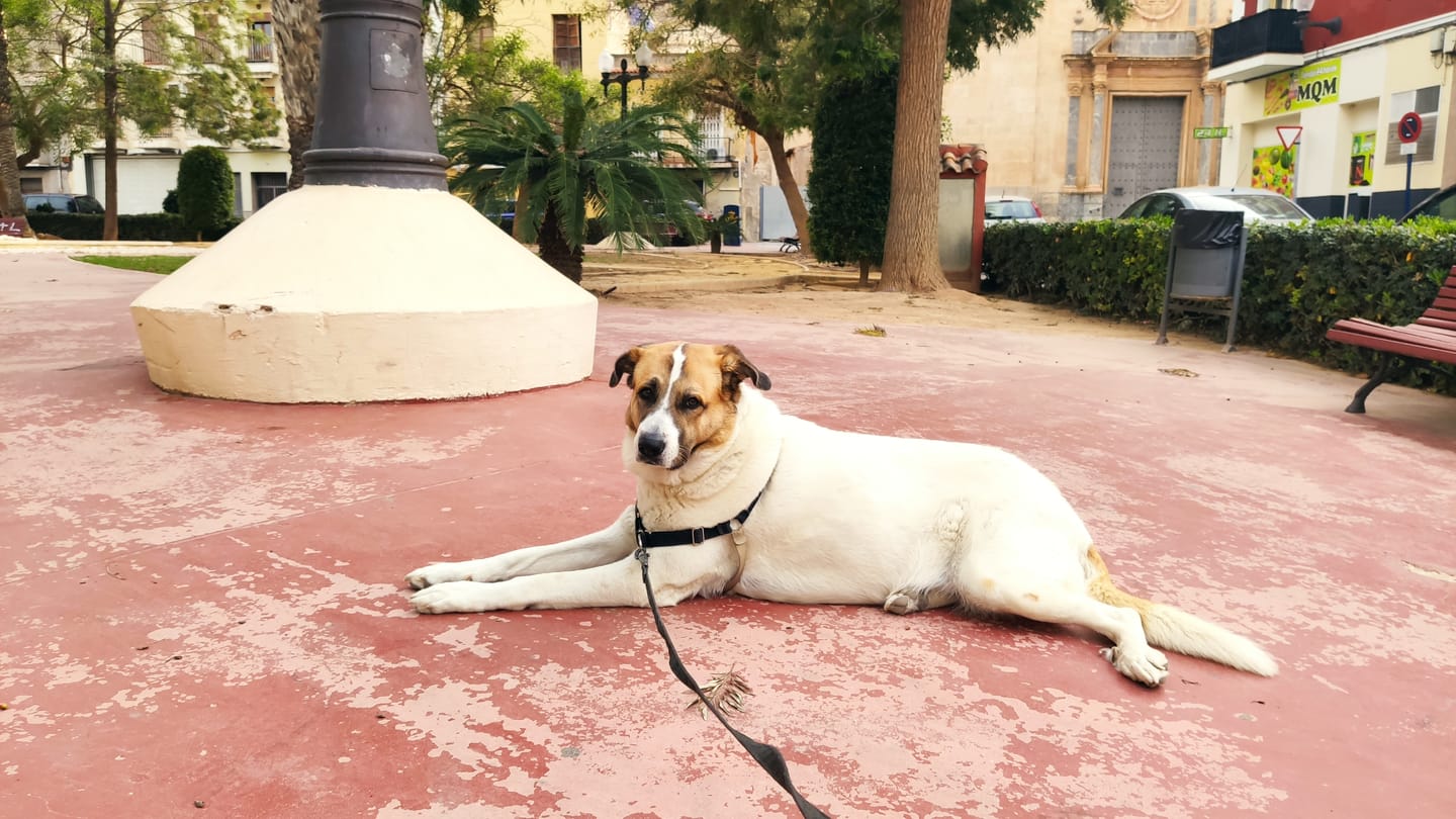 Customer photo review of Vaso Medidor