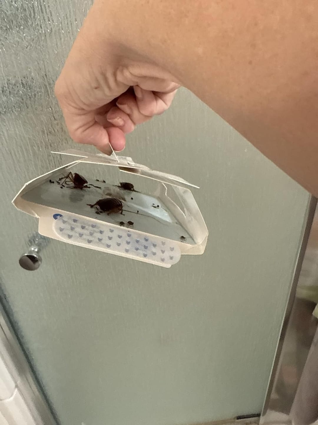 Customer photo review of Shieldeck Roach Traps Indoor (12 Pack)