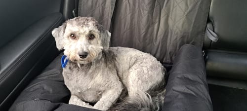 Customer photo review of Car Seat Cover