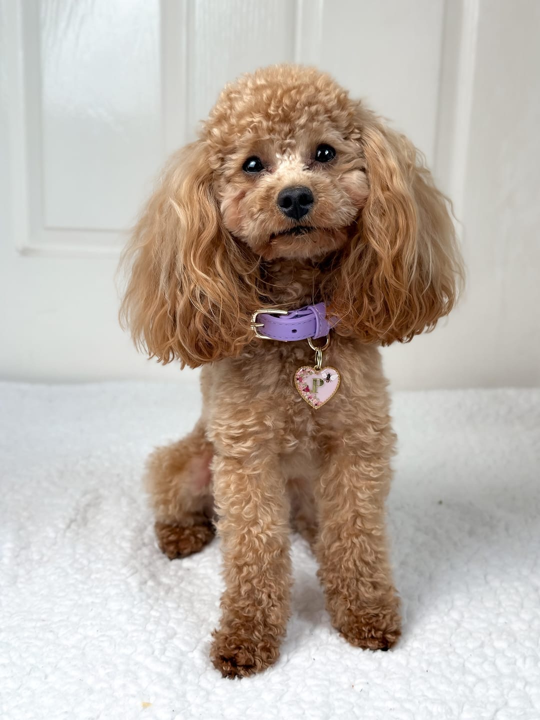 Customer photo review of Lavender Dog Collar