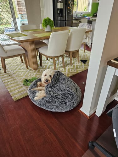 Customer photo review of PaWz Pet Cave Dog Bed - Removable Cover