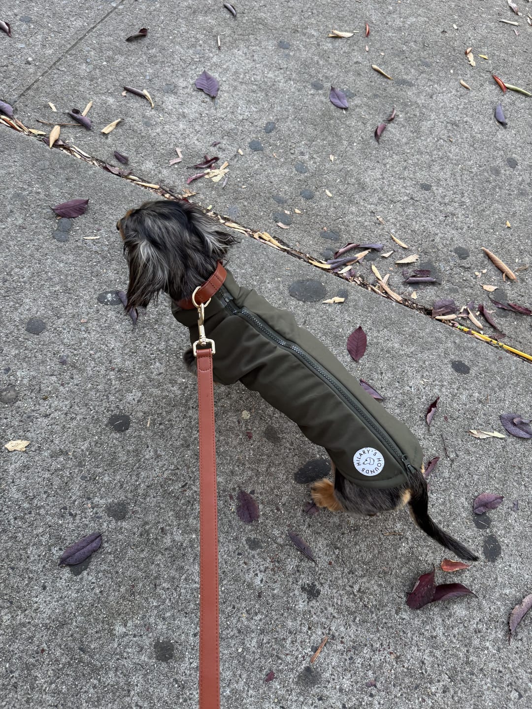 Customer photo review of Hazelnut Dog Lead