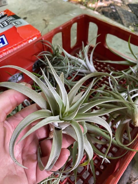 Customer photo review of Wholesale Harrisii Medium   (Minimum Order 5)  *Cannot Be Shipped Internationally*