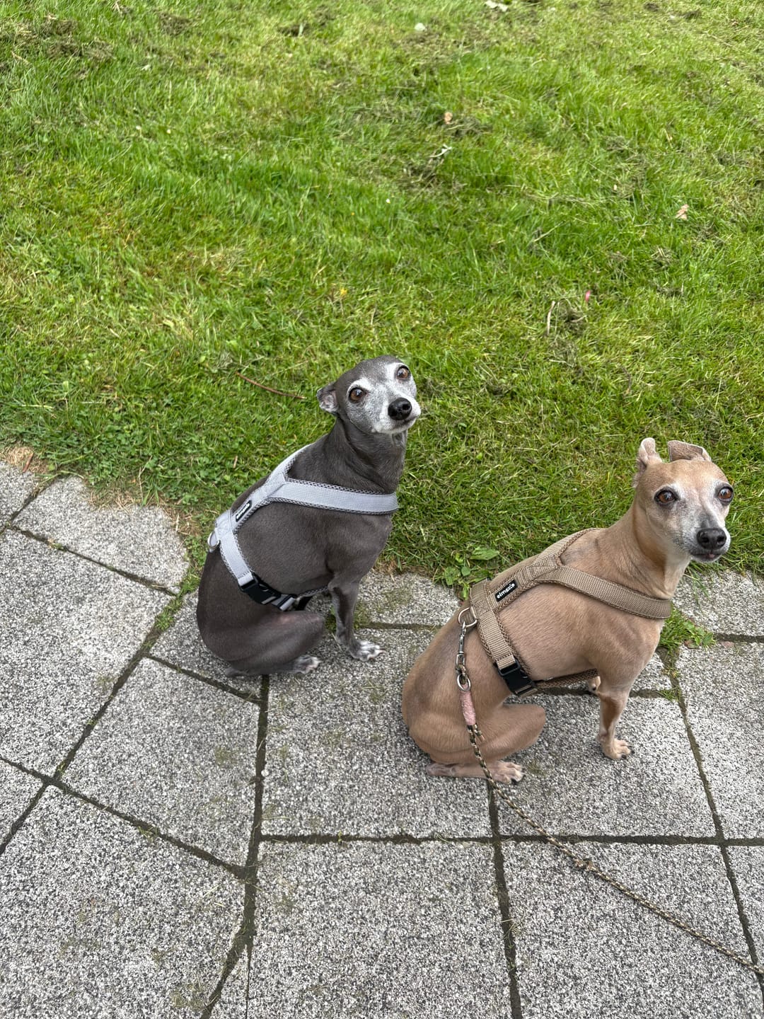 Customer photo review of Windhundgeschirr FUN Welpe/Windspiel "Moon Grey"