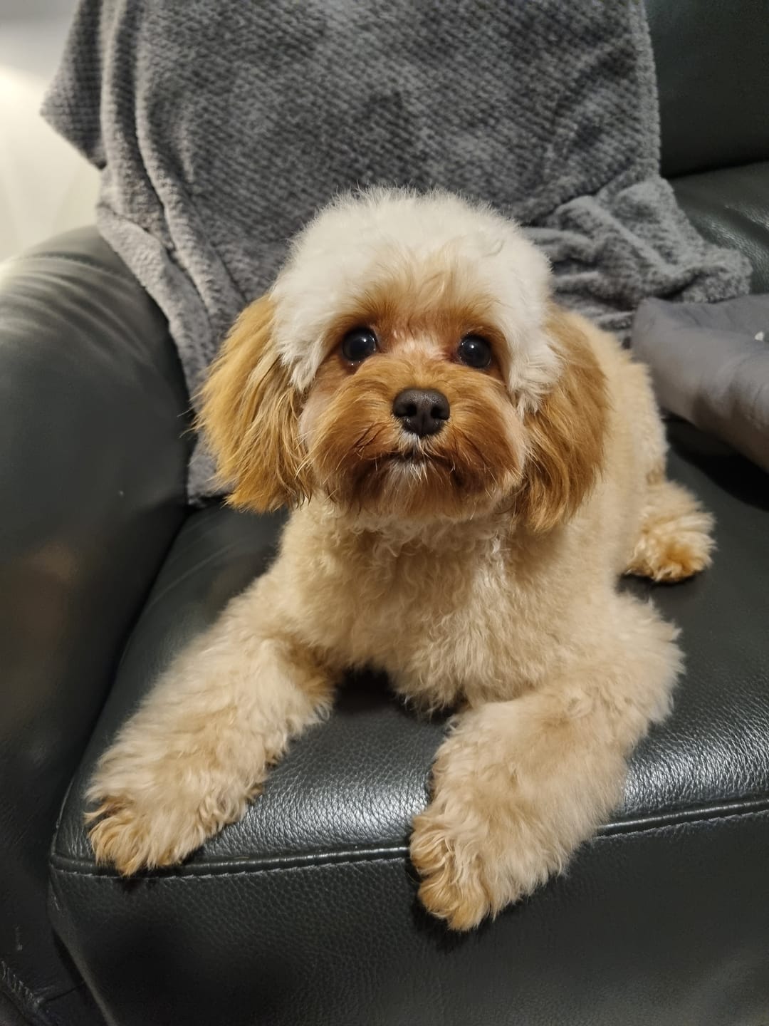 Customer photo review of No Rinse Baby Fresh Dog Shampoo