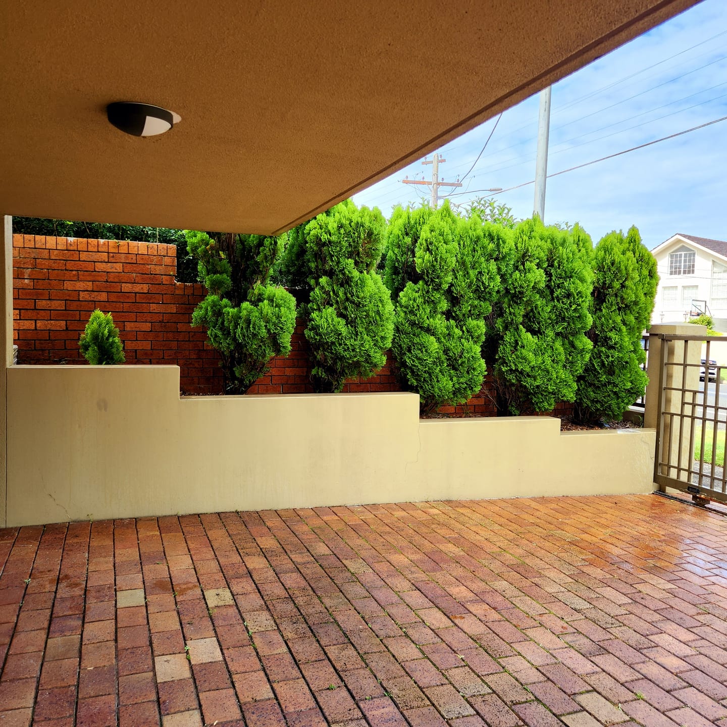 Customer photo review of Golden Biota - Thuja orientalis 'Nana Aurea'