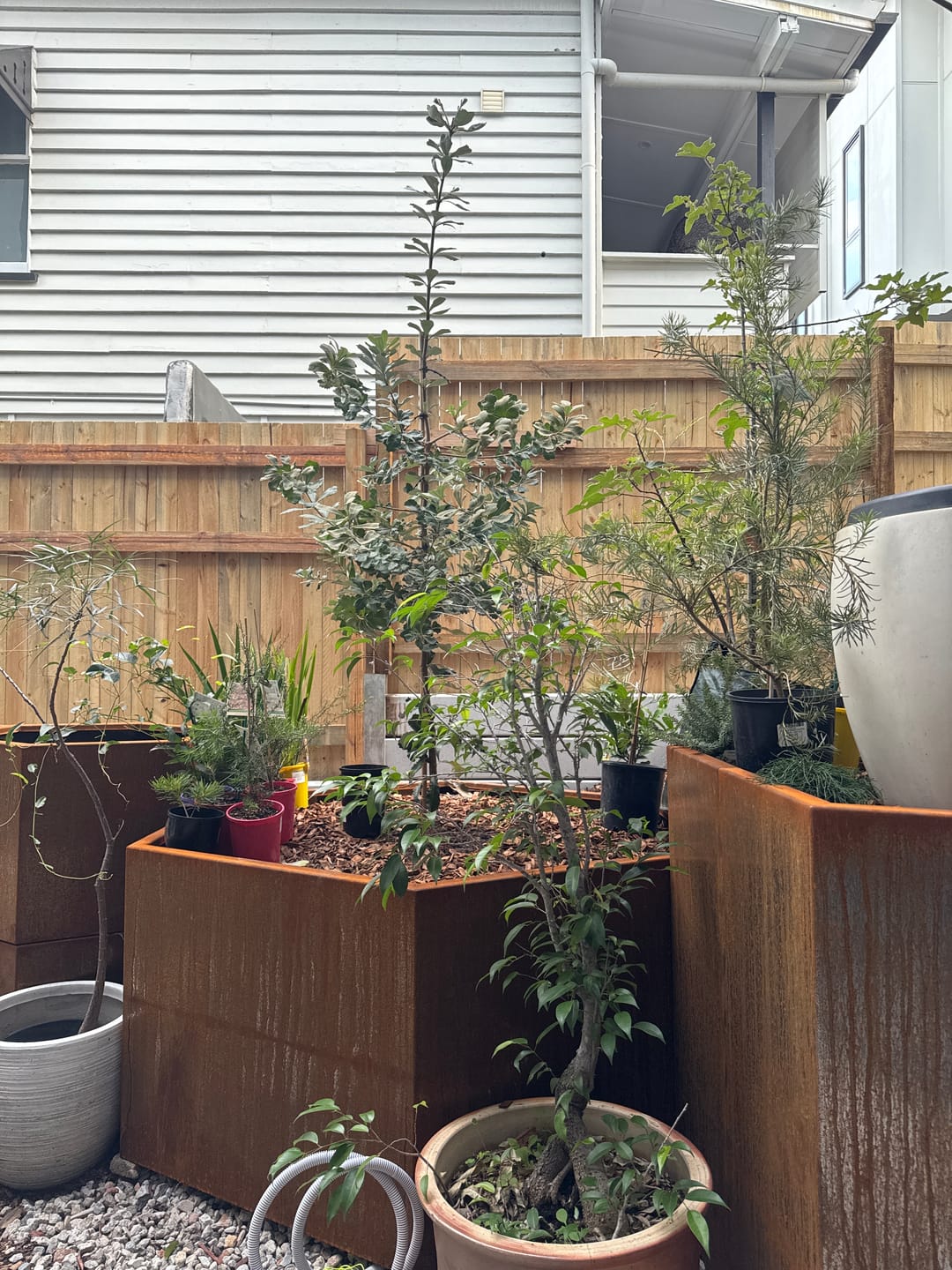 Customer photo review of Coast Banksia - Banksia integrifolia
