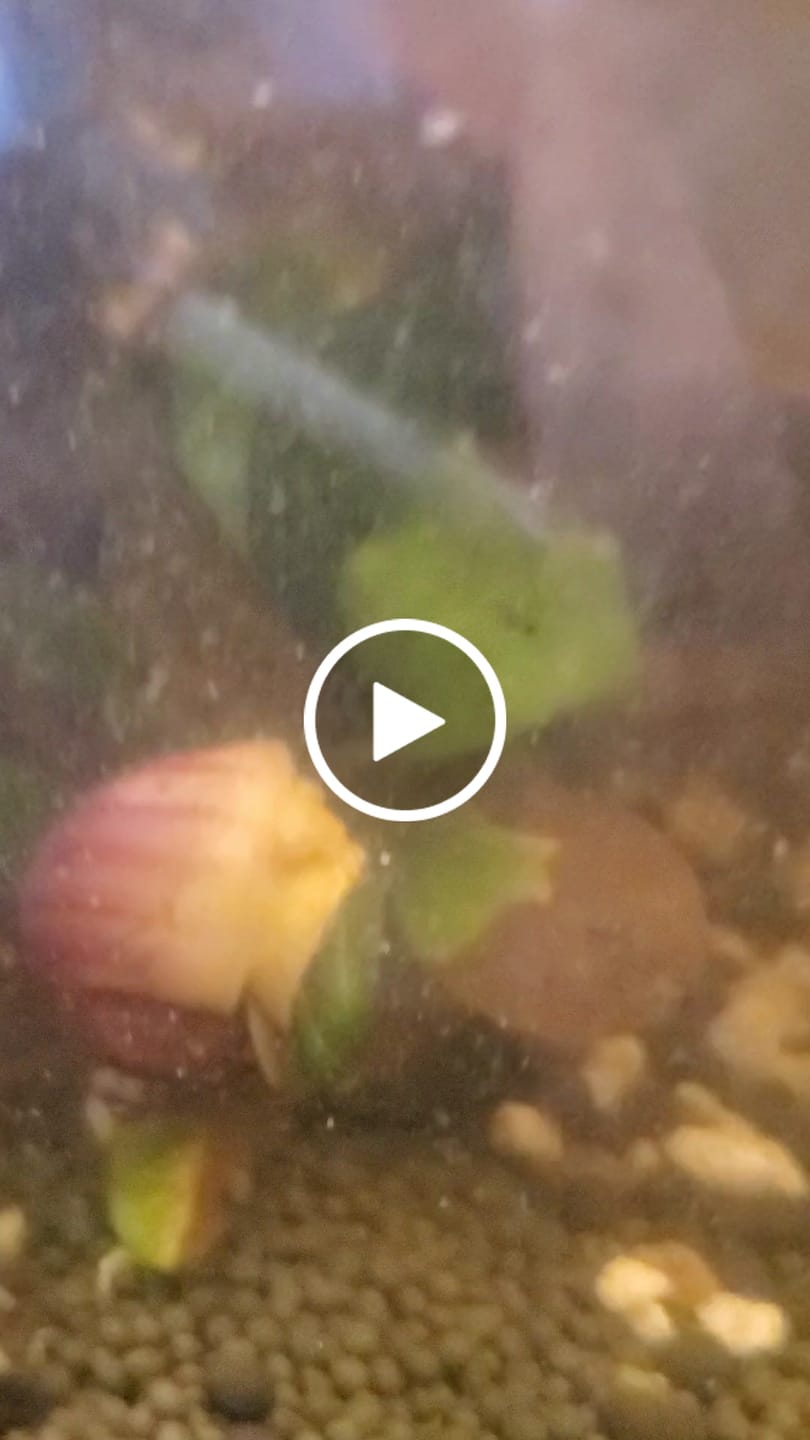Customer video review of Magenta Mystery Snail