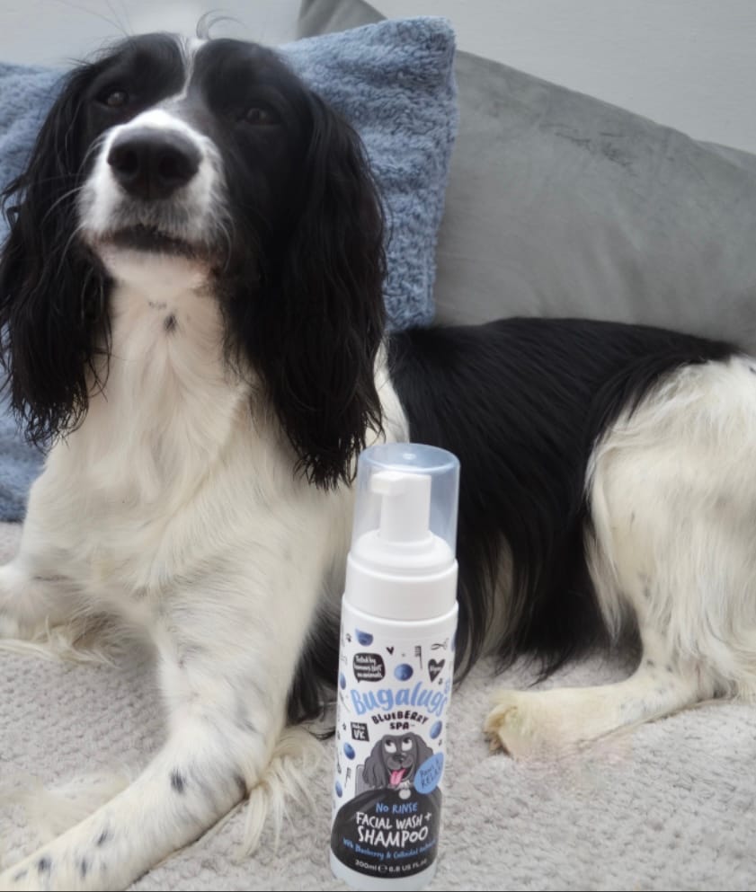 Customer photo review of Blueberry Spa™ No Rinse Facial Wash + Shampoo with Blueberry & Colloidal Oatmeal for Dogs