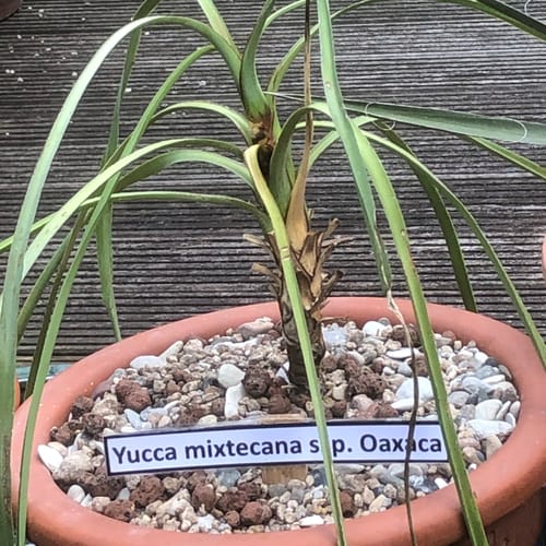 Customer photo review of Yucca mixtecana 60-80 cm (Gesamthöhe inkl. Topf) Stamm 5-15 cm