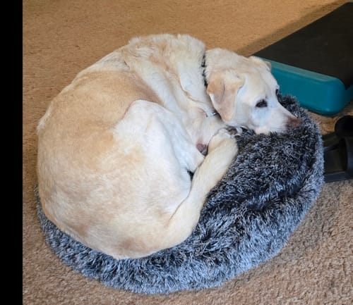 Customer photo review of PaWz Pet Cave Dog Bed - Removable Cover