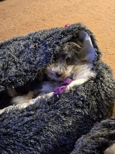 Customer photo review of PaWz Pet Cave Dog Bed - Removable Cover