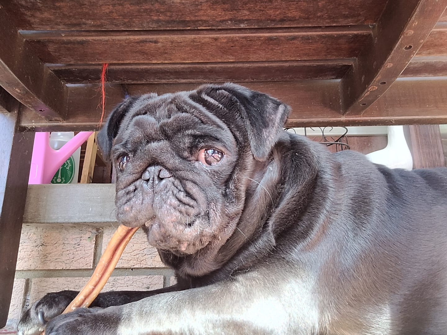 Customer photo review of Beef Pizzle (Thin & Long)