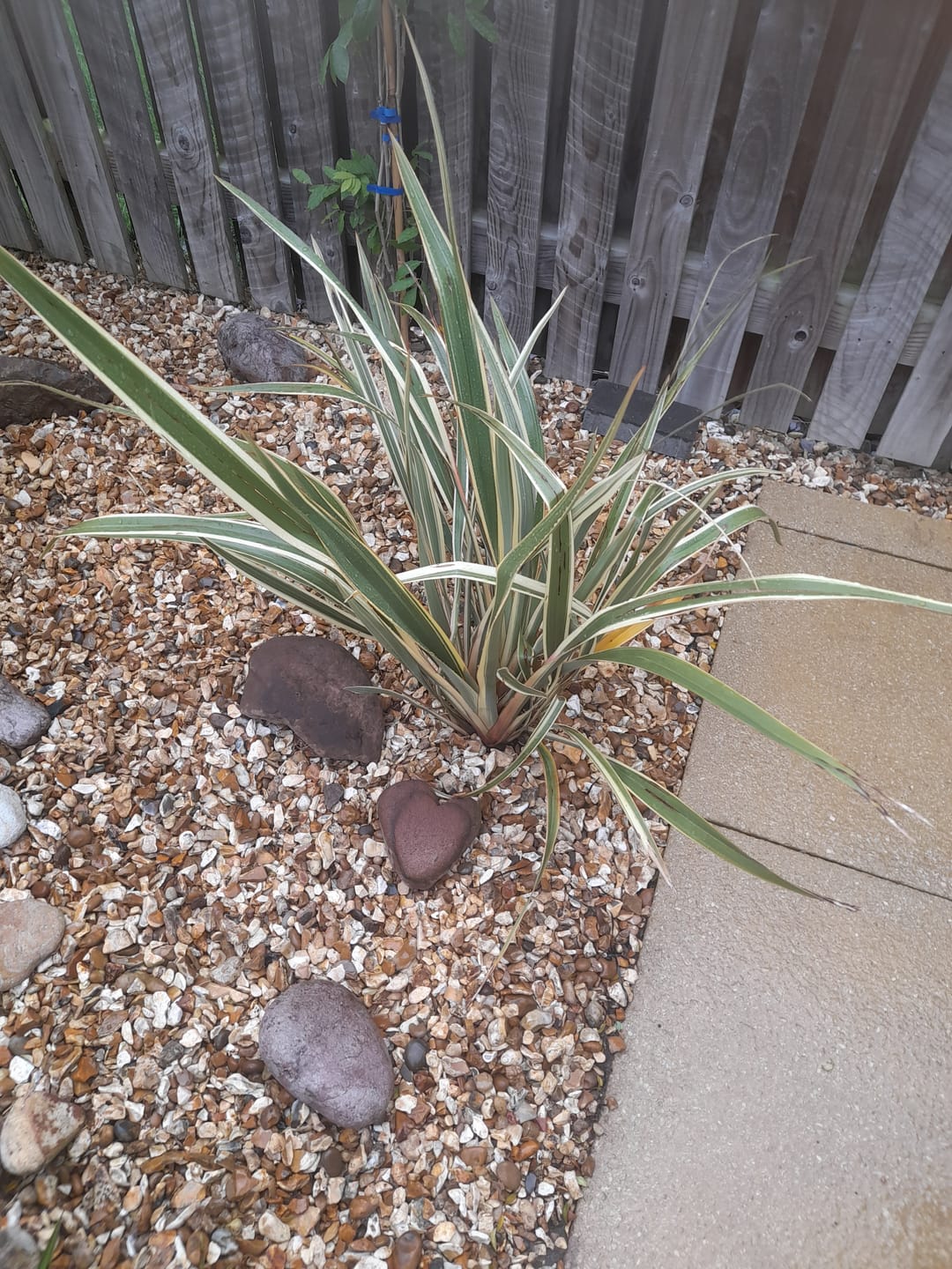 Customer photo review of Phormium Tenax 'Variegatum' 100-120cm 7.5L