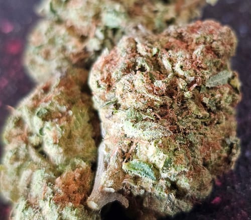 Customer photo review of Banana MAC THCA Flower