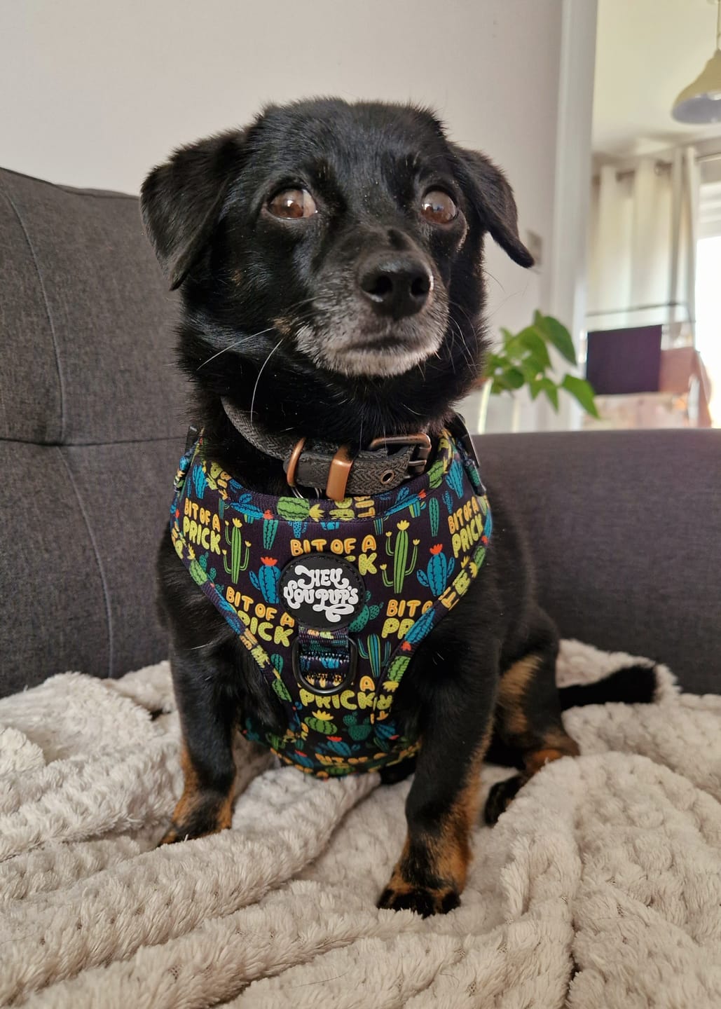 Customer photo review of Bit of a prick harness