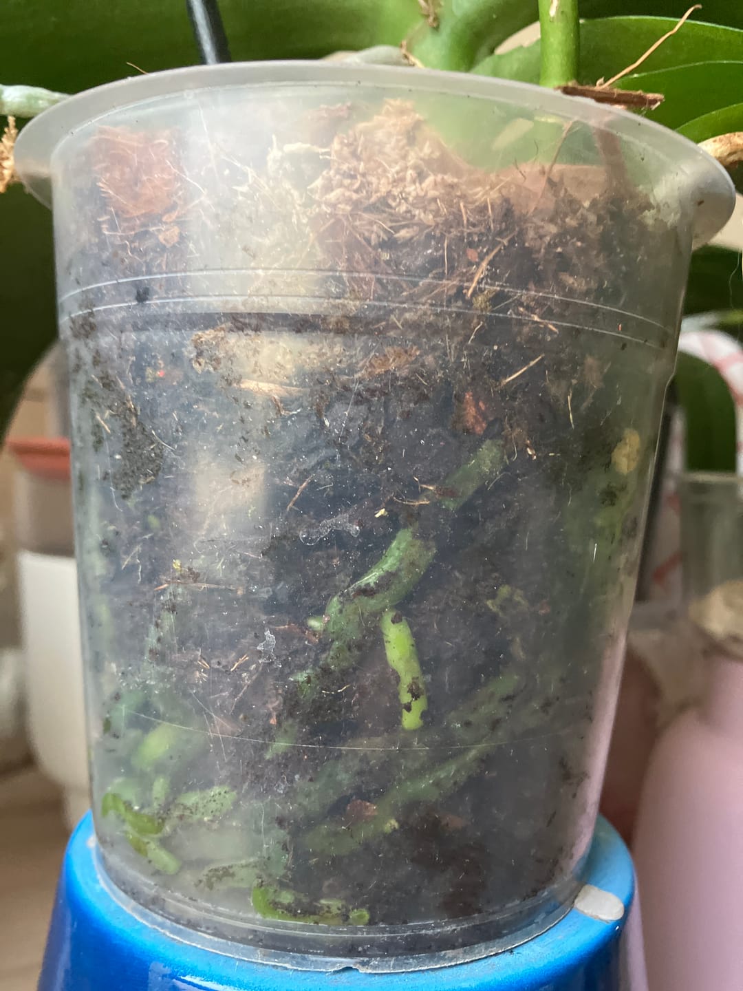 Customer photo review of Orchid Mix