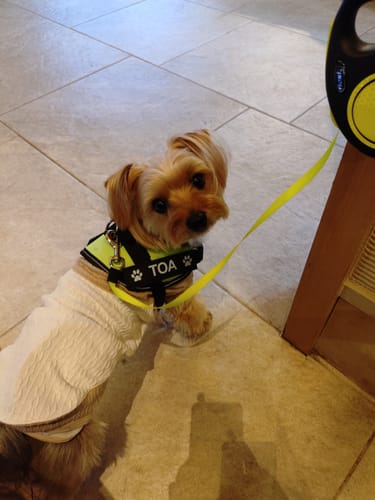 Customer photo review of FunFunPet 高機能ハーネス（お名前タグ作成サービス付き）