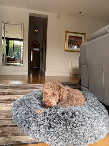 Customer photo review of PaWz Premium Calming Pet Bed with Removable Cover