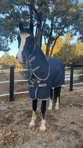 Customer photo review of Amigo Quilted Stable Plus 200g