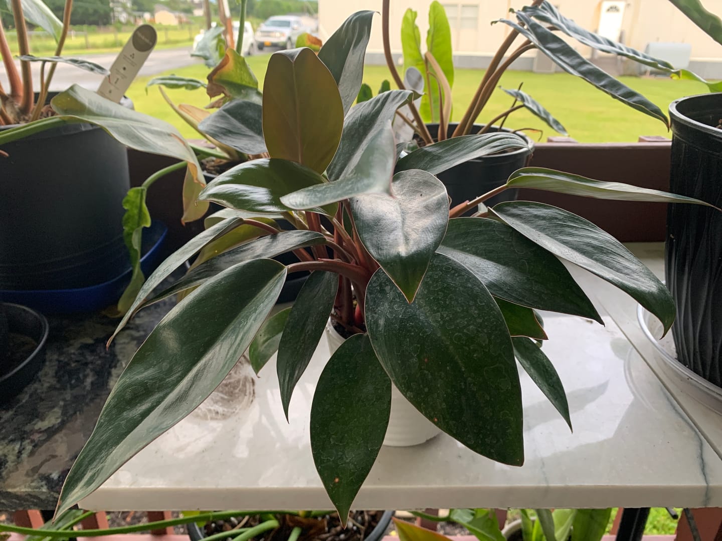 Customer photo review of Philodendron 'Red Congo Mini'