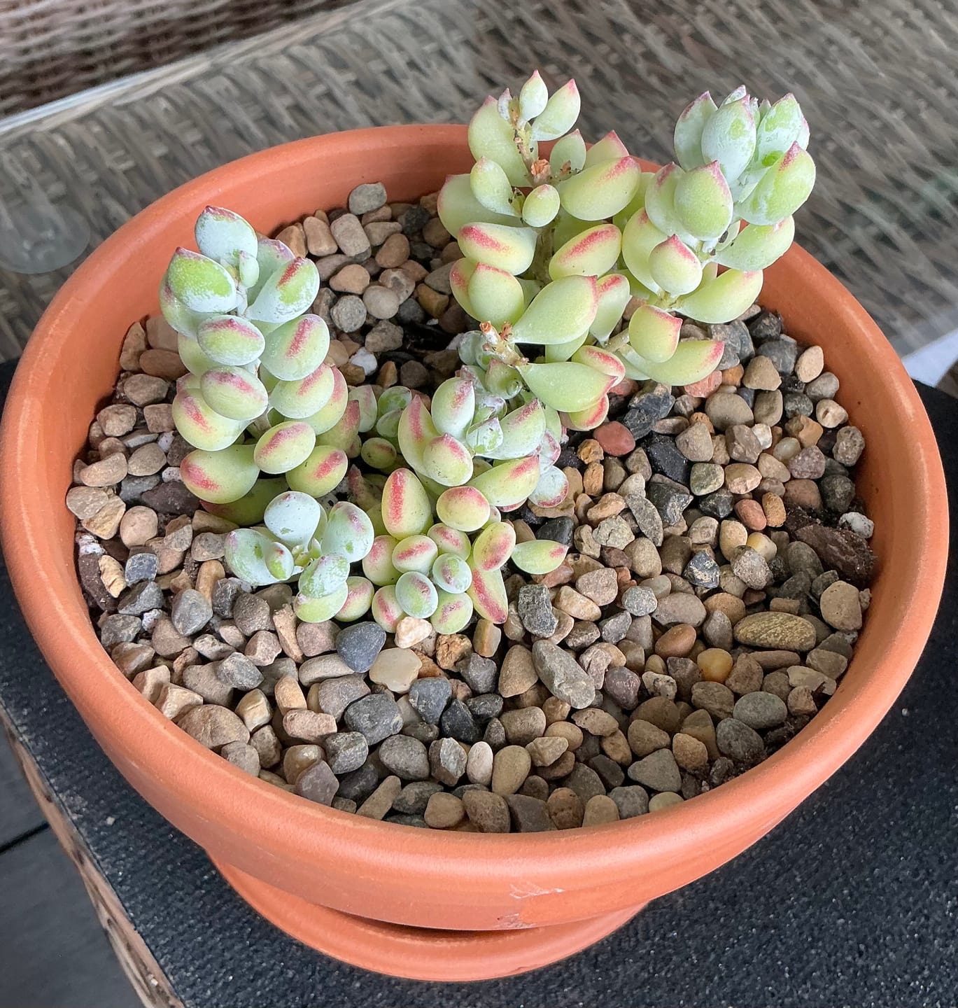 Customer photo review of Cotyledon pendens