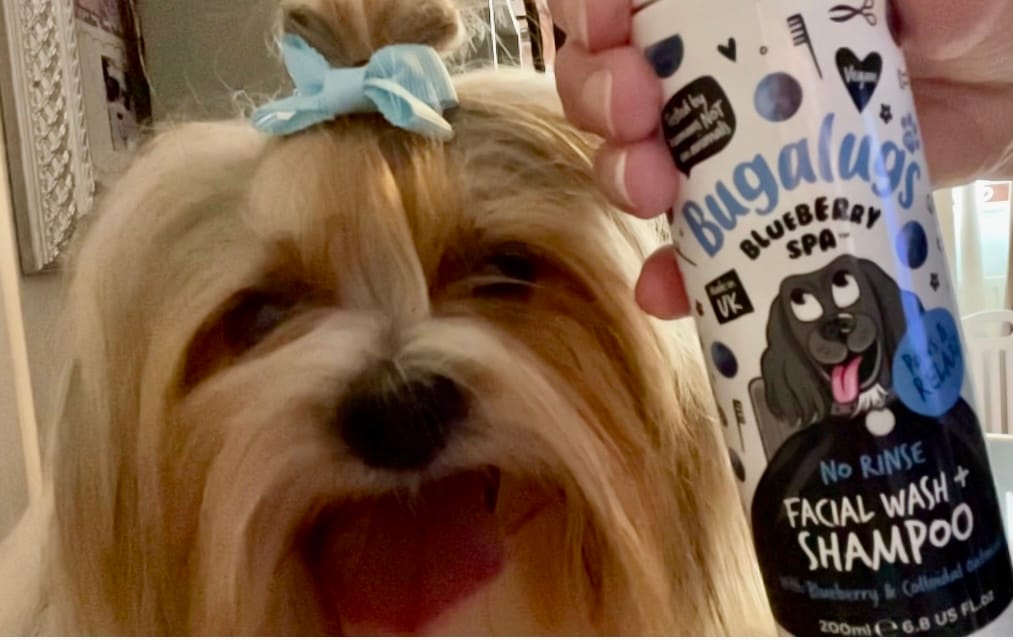 Customer photo review of Blueberry Spa™ No Rinse Facial Wash + Shampoo with Blueberry & Colloidal Oatmeal for Dogs