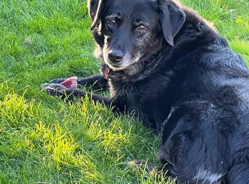 Customer photo review of Himmaleh Yak Chews For Dogs