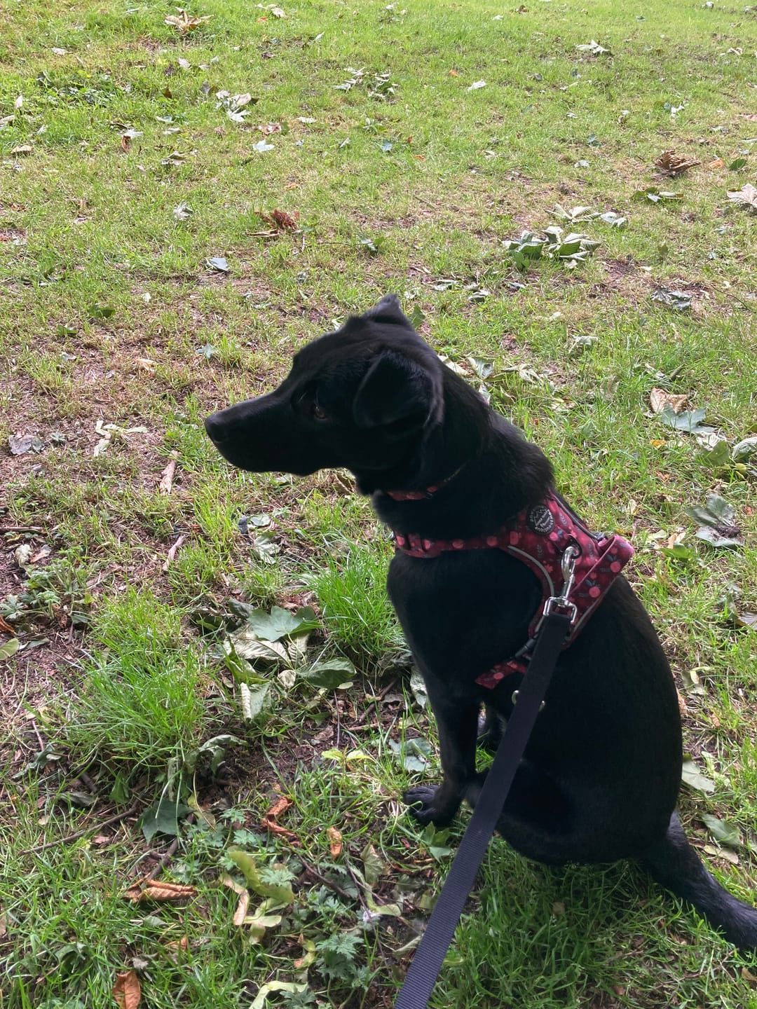 Customer photo review of Collar - Mable's Meadow