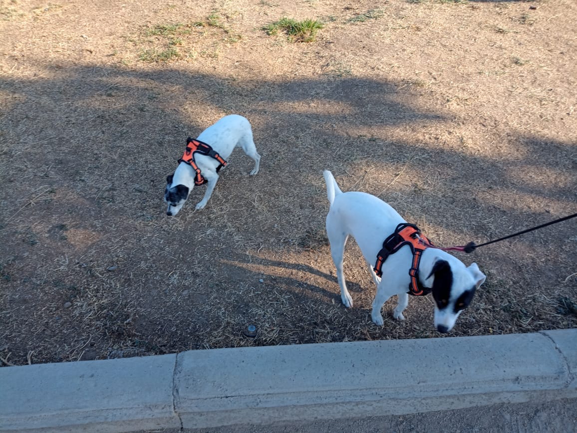 Customer photo review of Alimento Perro Adulto Toda Raza Proteína Insectos