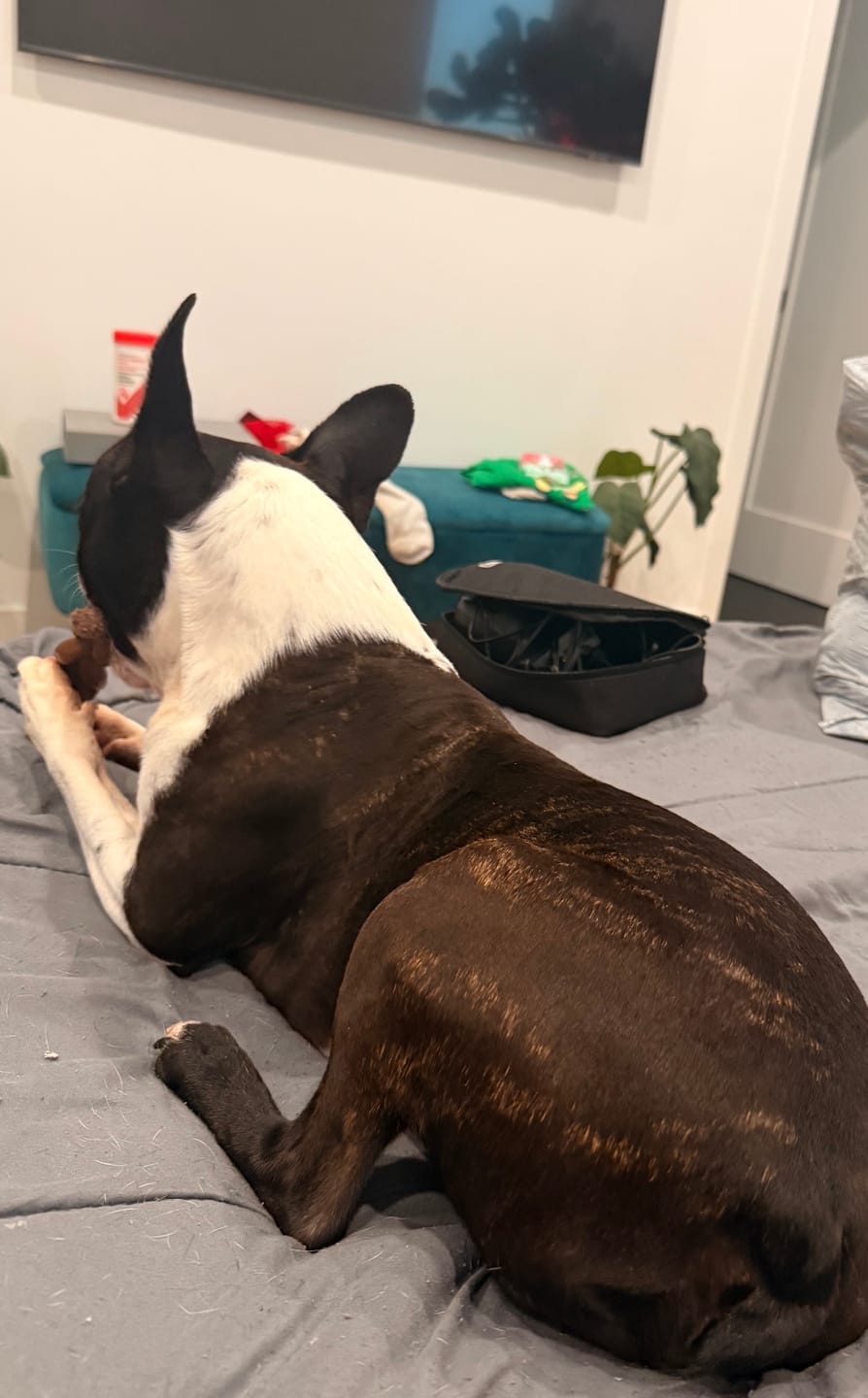 Customer photo review of 6 Inch Beef Trachea