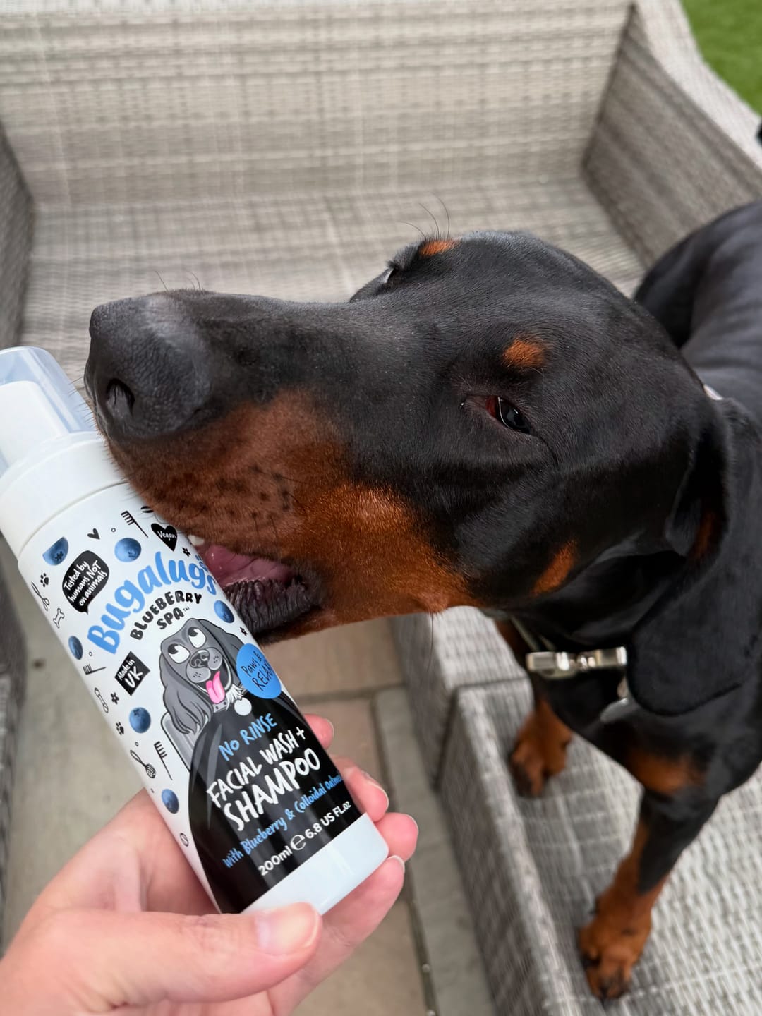 Customer photo review of Blueberry Spa™ No Rinse Facial Wash + Shampoo with Blueberry & Colloidal Oatmeal for Dogs