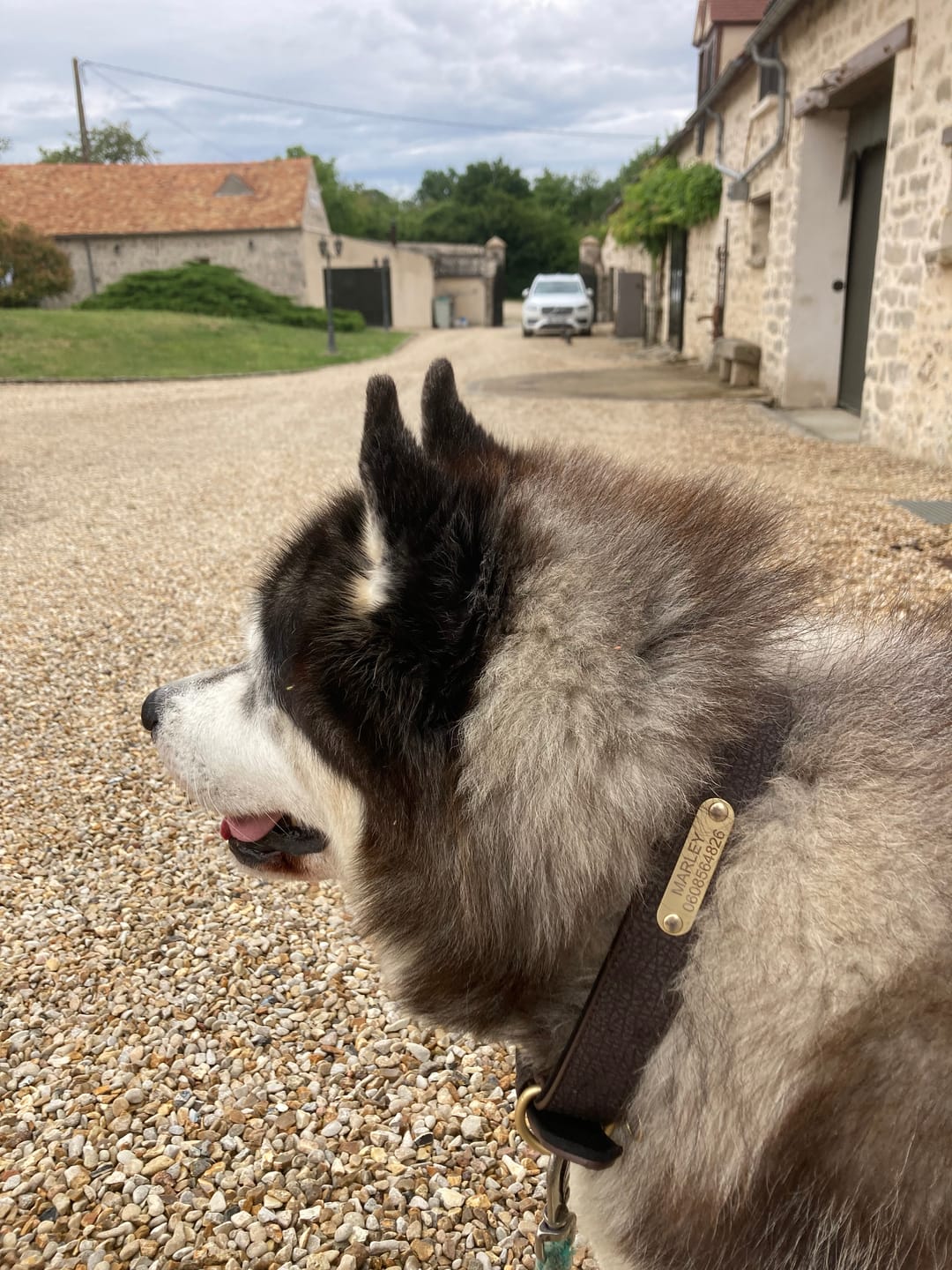 Customer photo review of Collier Luxueux pour Chien Personnalisé
