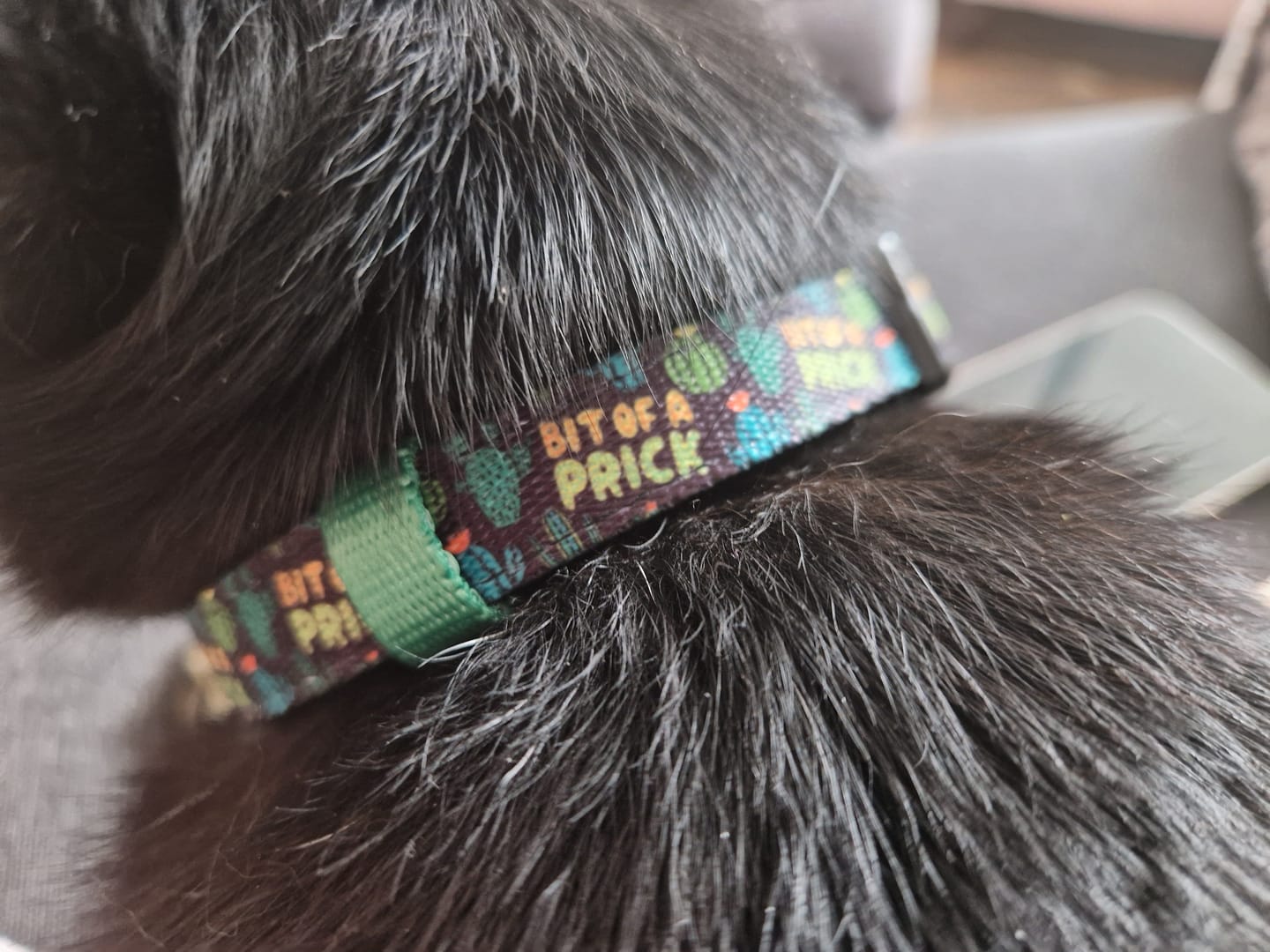 Customer photo review of Bit of a prick collar