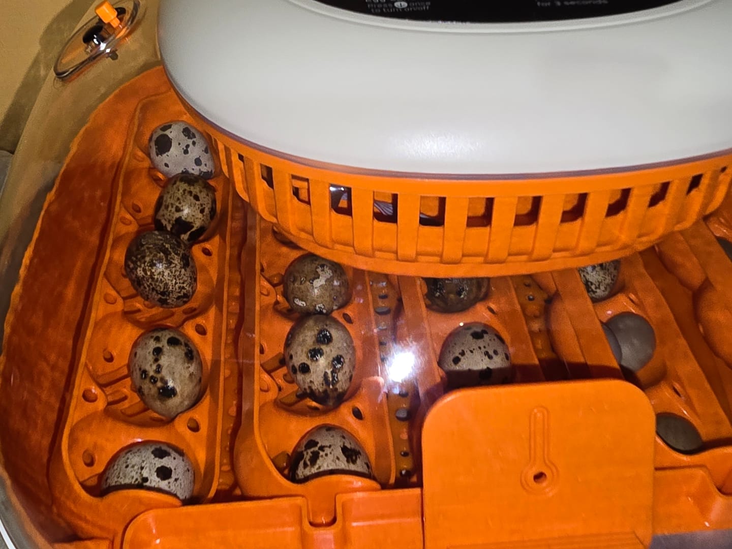 Customer photo review of Egg Incubator -25 Egg Capacity