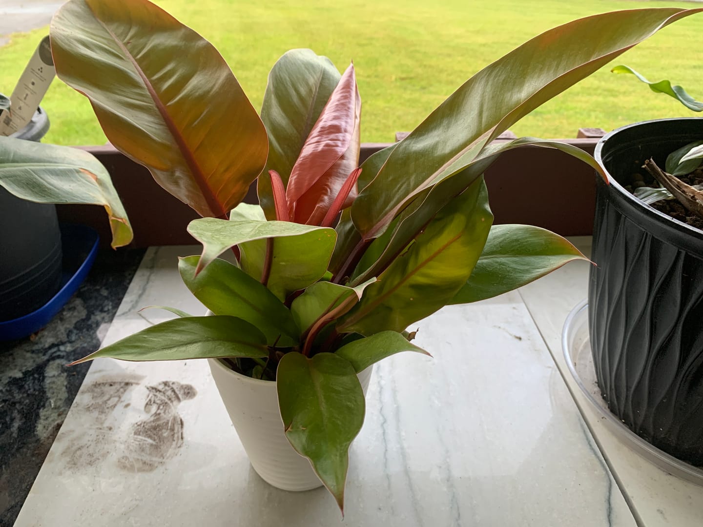 Customer photo review of Philodendron 'Prince of Orange'