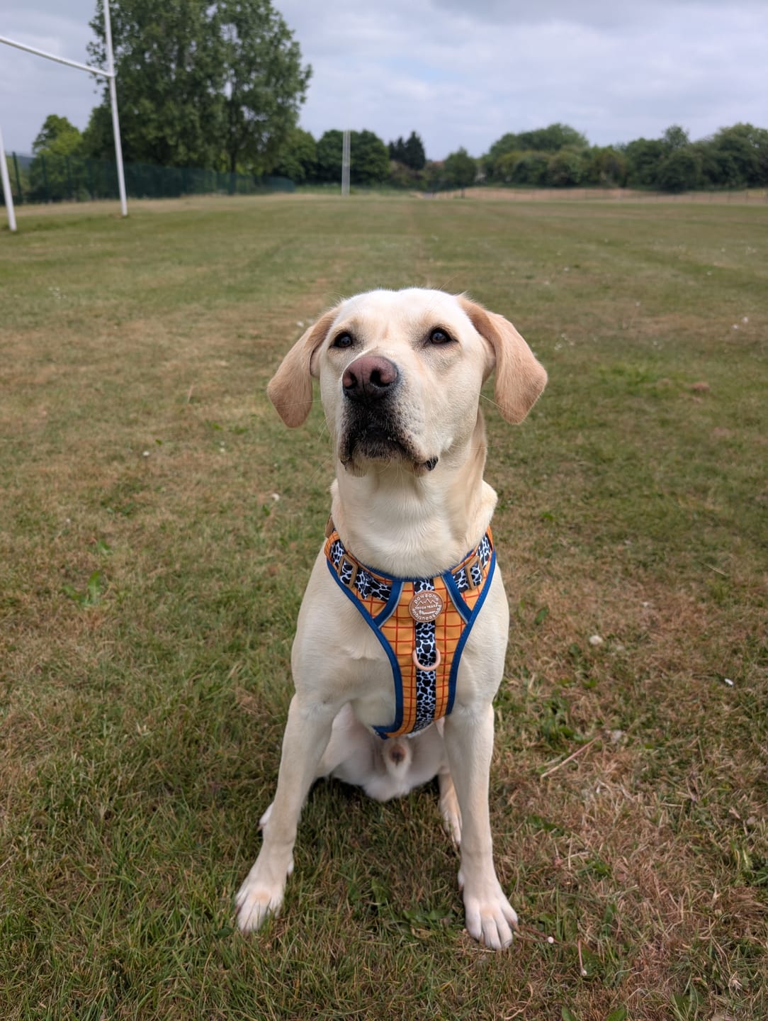 Customer photo review of Disney© Tough Trails™ Harness - Woody
