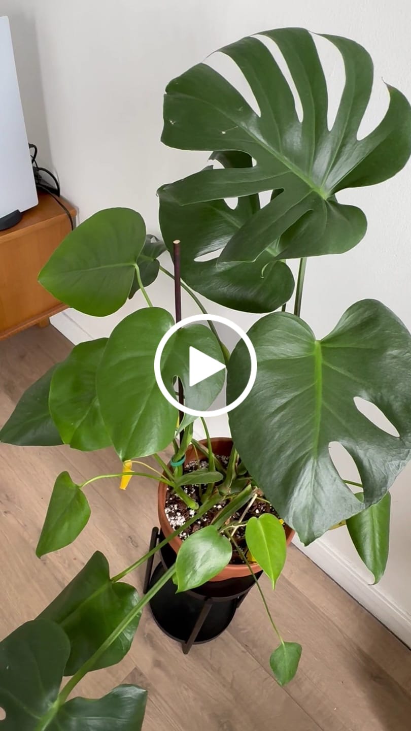 Customer video review of Ficus Mix