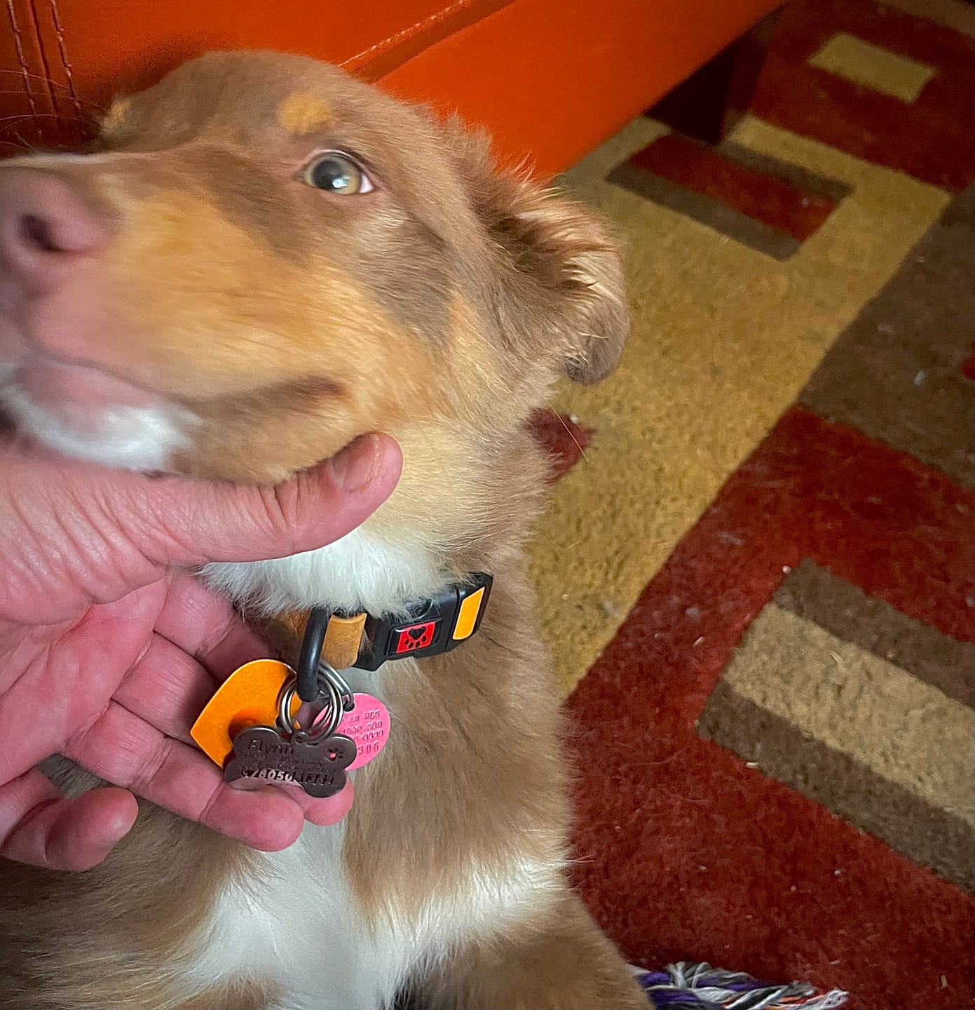 Customer photo review of Bone Dog Tag