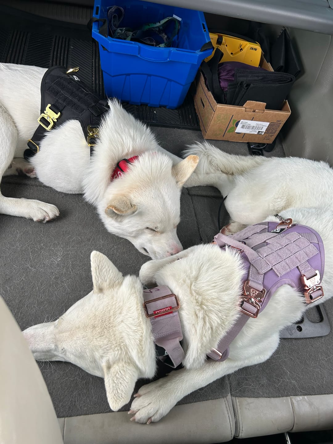 Customer photo review of HNTR 3.0 Dog Harness - Sofia