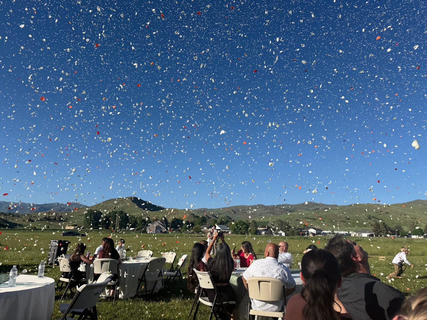 Customer photo review of White Rose Petals