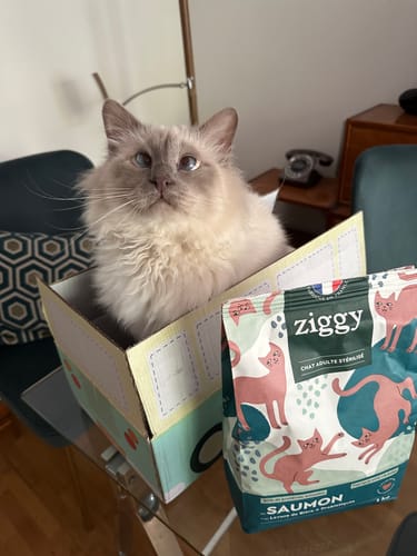 Avis photo d'un client sur Croquettes Chat Stérilisé Sans Céréales - Saumon
