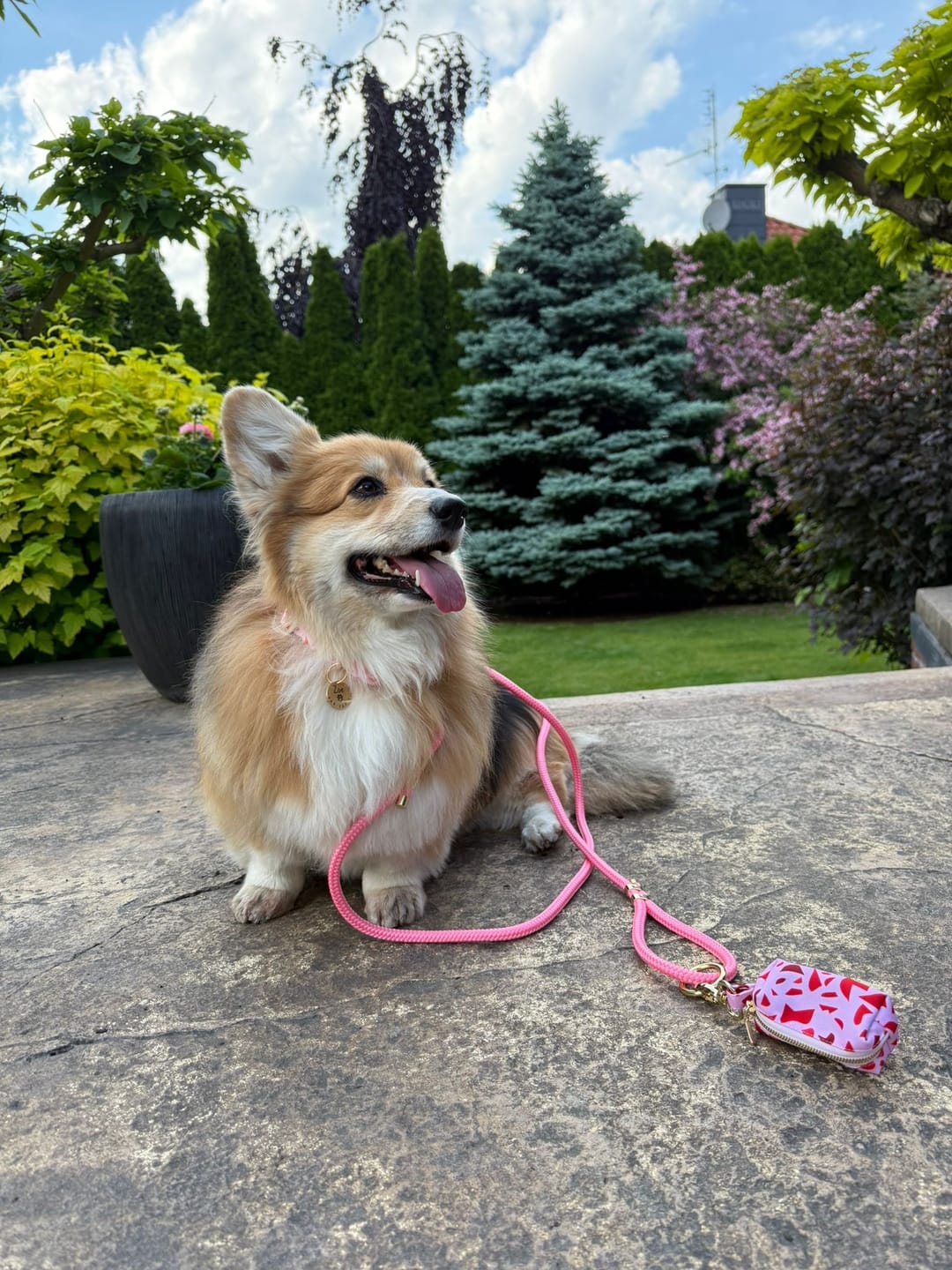 Customer photo review of Obroża "Pink Terrazzo" - złote okucia