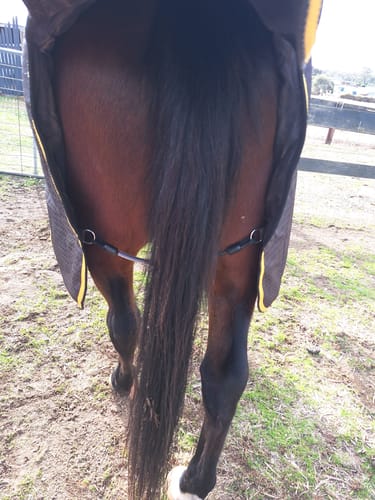 Customer photo review of LE Wipe-Clean Tailcord