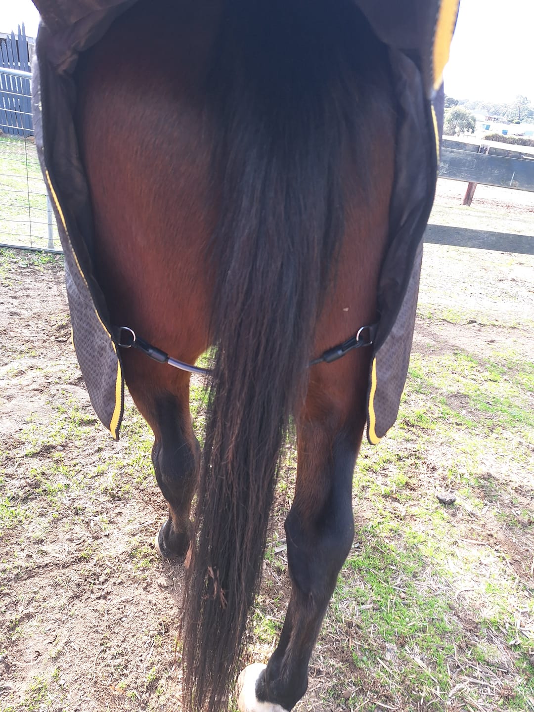Customer photo review of LE Wipe-Clean Tailcord