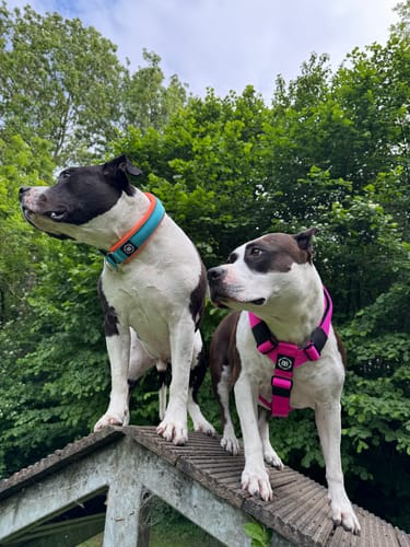 Customer photo review of 4cm Slip on Collar | Foam Padded - Light Blue x Orange